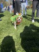 dogfest