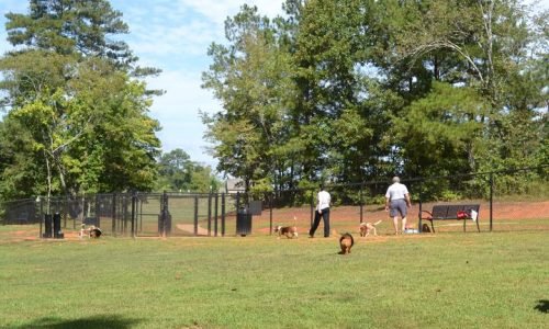 Pooper Scooper Service in Sandy Springs